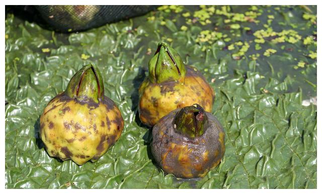 新鲜芡实硬壳怎么去除 怎样挑选芡实是新货