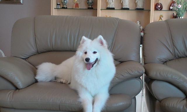 狗狗犯错 将它丢到雪地里反省 再次打开门时 主人直接崩溃了 高清图集 新浪网 狗狗犯错 将它丢到雪地里反省 再次打开门时 主人直接崩溃了 高清图集 新浪网