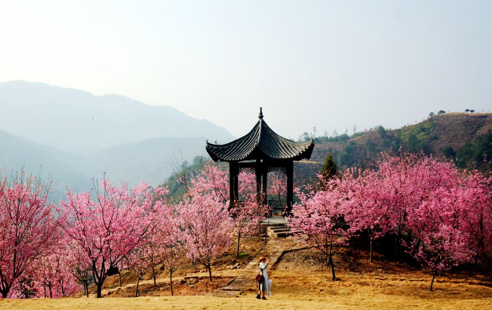 楠溪江畔的樱花开了,如纱粉饰了情感,如水酿成了醉人的酒
