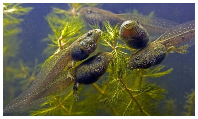 蝌蚪进化变态阶段如何做好日常管理这样做让它的成功率再提高