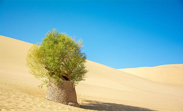 沙漠里的绿洲图片图片