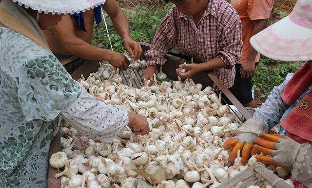 原来保存大蒜一点也不难,不发芽不干瘪,轻松放一冬,随吃随取休闲区蓝鸢梦想 - Www.slyday.coM 原来保存大蒜一点也不难,不发芽不干瘪,轻松放一冬,随吃随取休闲区蓝鸢梦想 - Www.slyday.coM