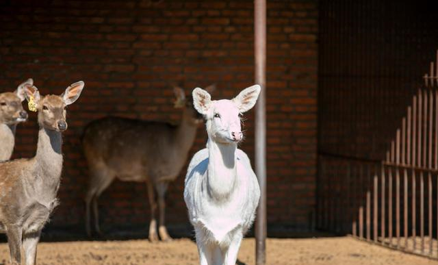 在长春发现世界罕见白鹿,通体白色极其漂亮,目前中国仅剩3只|白鹿