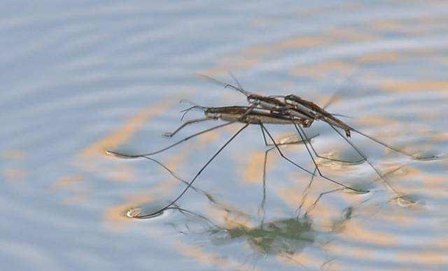水黾在不同地区,还有很多不同的叫法,比如水坦克,水蜘蛛,水蚊子,水马