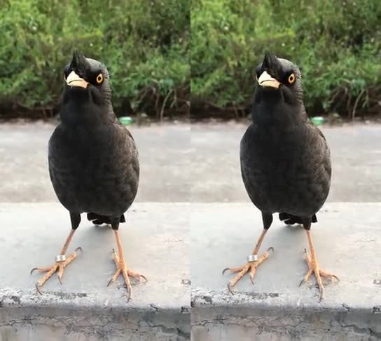 宠物秀上过学前班的乌鸦就是不一样