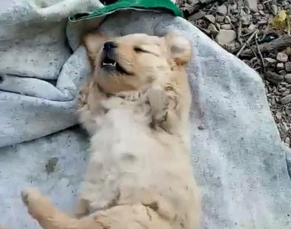 小土狗一睡觉就"躺尸",四脚朝天毫不设防