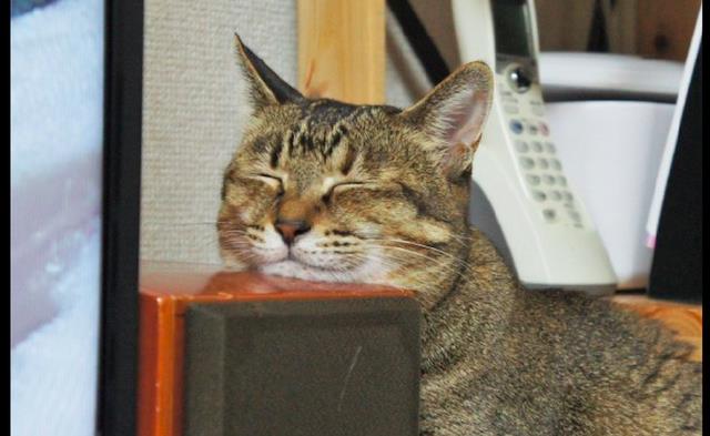 网友在看电视时,猫咪竟在音响上面睡着了,是不是有坐车的感觉?
