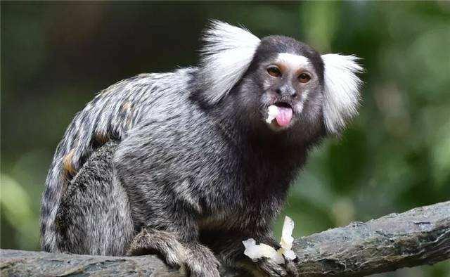 山海经人面兽真的存在动物园出现人脸猴子太像了