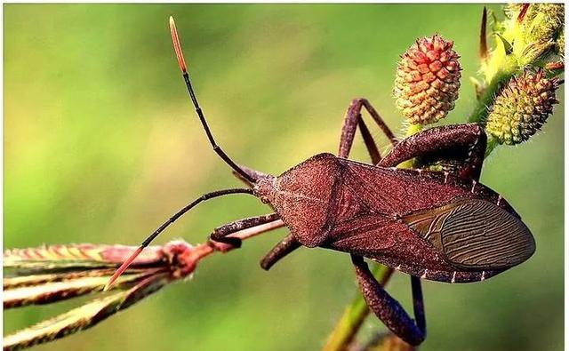 遇到敌人时就放出臭气,也把它称为"放屁虫""臭姑娘"等,外形类似斑蝥