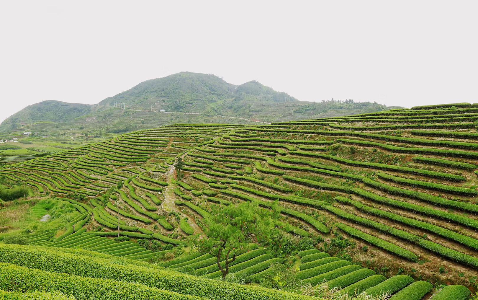 春之茶山风景!这样的茶山你喜欢吗?