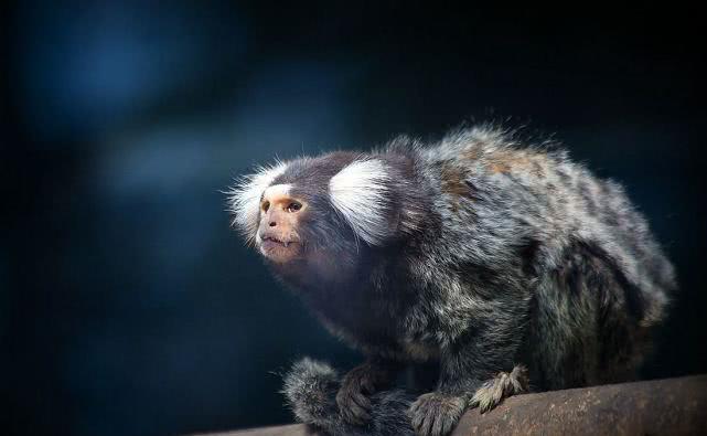 山海经人面兽真的存在动物园出现人脸猴子太像了