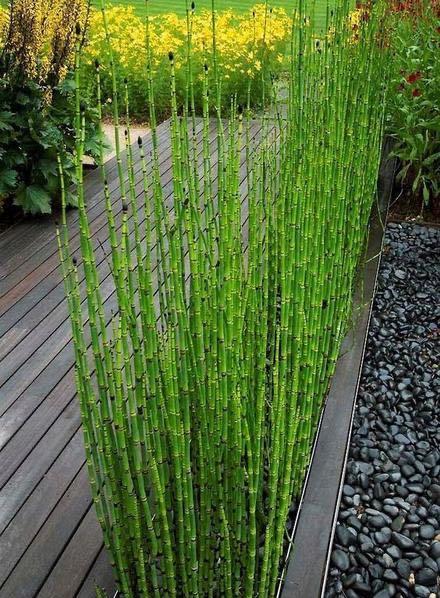 木贼,别名有很多,比如节节草,笔筒草,接骨草,马人参等等,形状类似于小