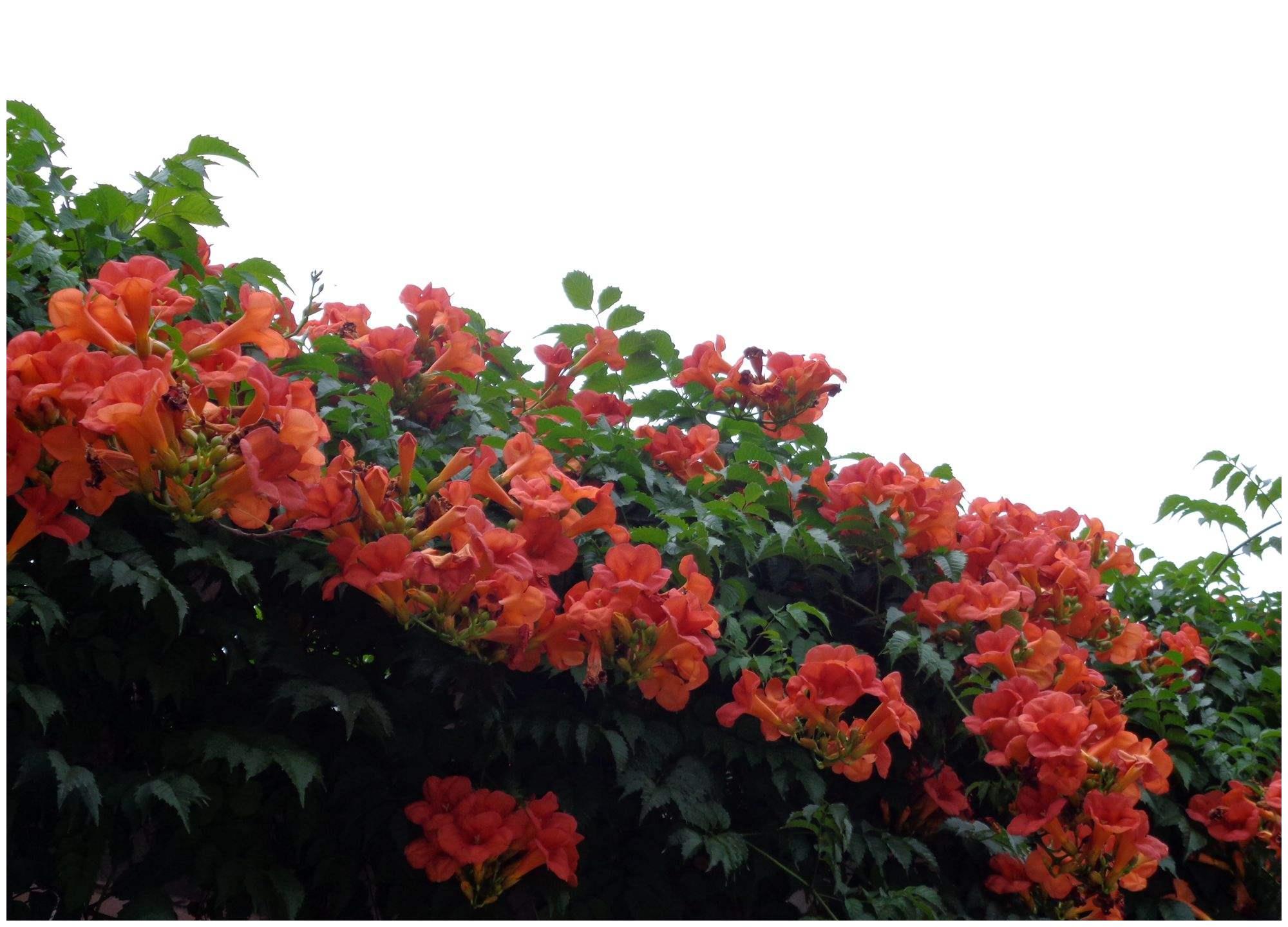 秋后,这种花院子里种2棵,零下30度冻不死,2棵就能让庭院变花海