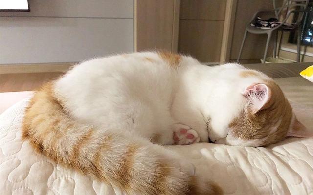 这只贪睡的"网红猫"又火了,睡午觉的姿势太可爱,走红了网络