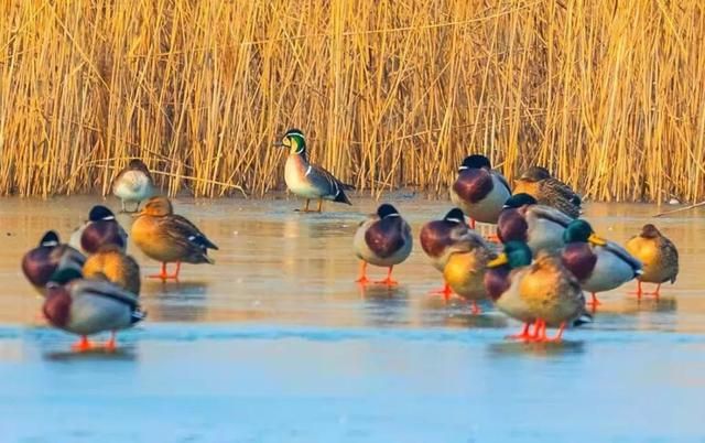太低调!山东这个宝藏小城自带质感,不输洞庭,欧阳修都被他迷倒休闲区蓝鸢梦想 - Www.slyday.coM 太低调!山东这个宝藏小城自带质感,不输洞庭,欧阳修都被他迷倒休闲区蓝鸢梦想 - Www.slyday.coM