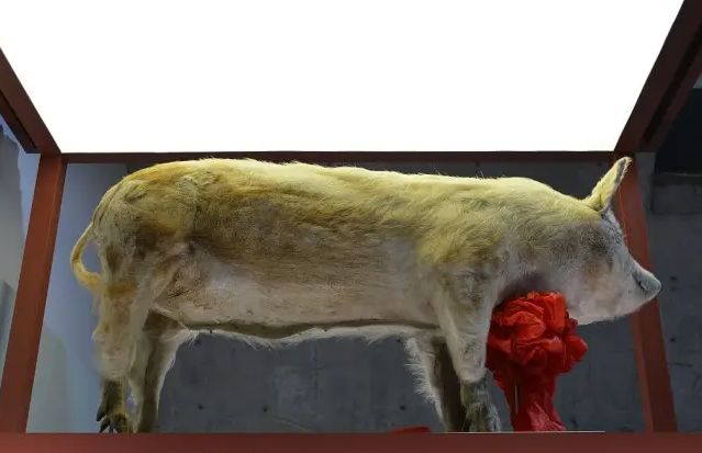 猪坚强标本在建川博物馆内正式展出