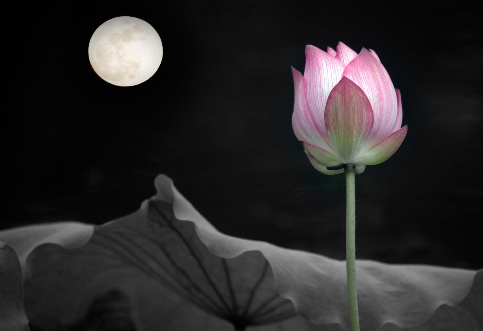 七律新韵夜游荷塘逐香觅影蜂蝶醉,访胜寻幽墨客先