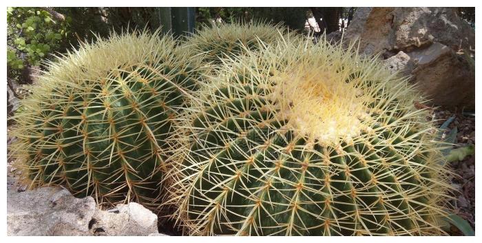 仙人掌露养秘诀放在外面也不用管