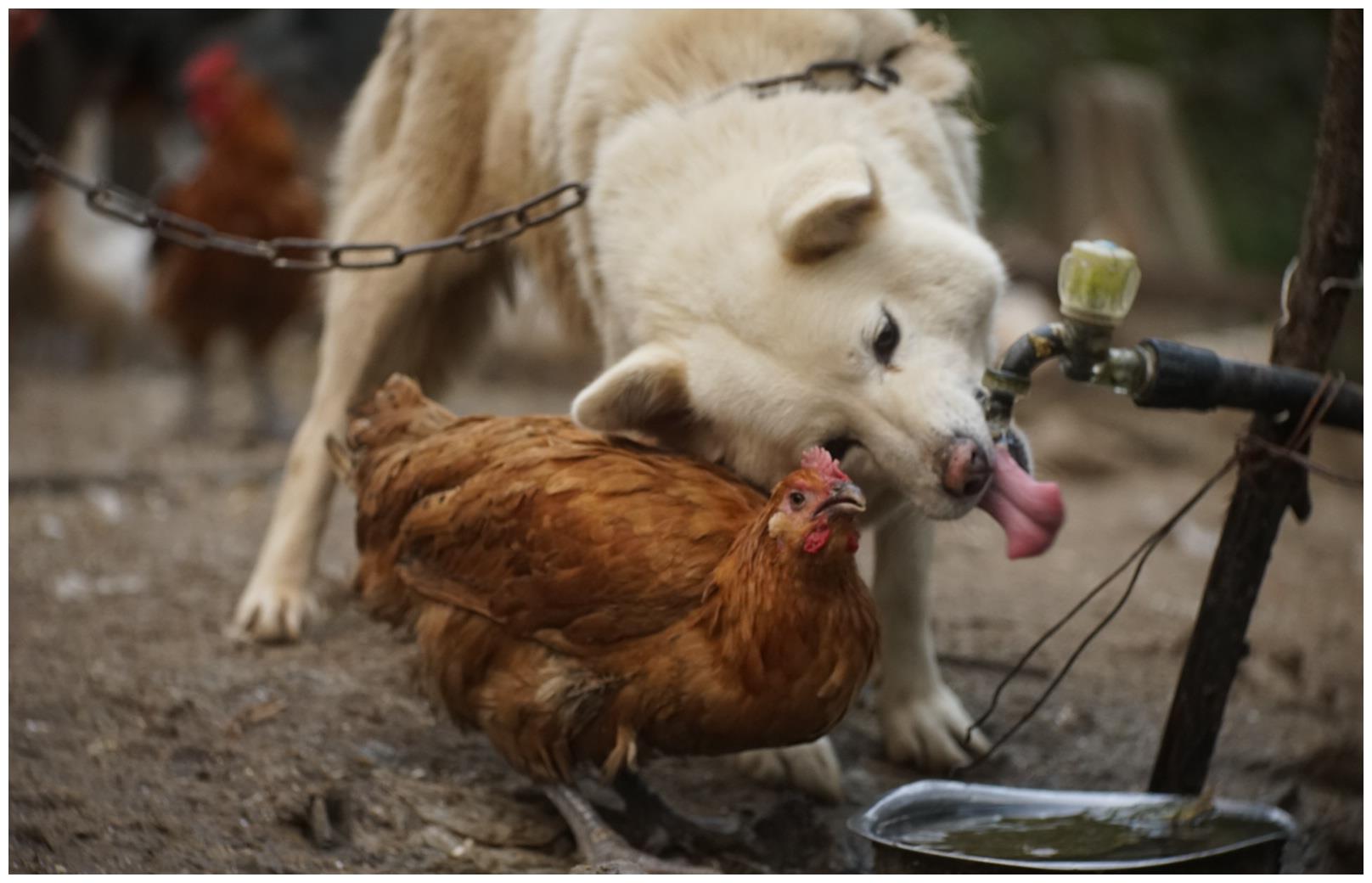 鸡狗不同笼?鸡却一脸淡定!这背后到底隐藏多少不为人知的秘密!