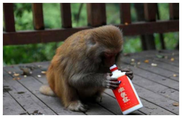 小猴子一口气将整瓶酒喝光醉酒后丑态百出镜头拍下全过程