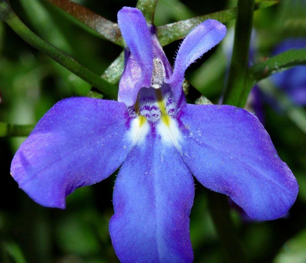 想要几盆开爆盆的翠蝶花提前买点种子秋季播种来年开满花