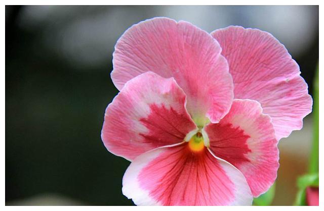 农历8月18日过后 客厅适合养4种花 四季繁花似锦 姿色艳丽 石竹 唐菖蒲 大花 新浪新闻