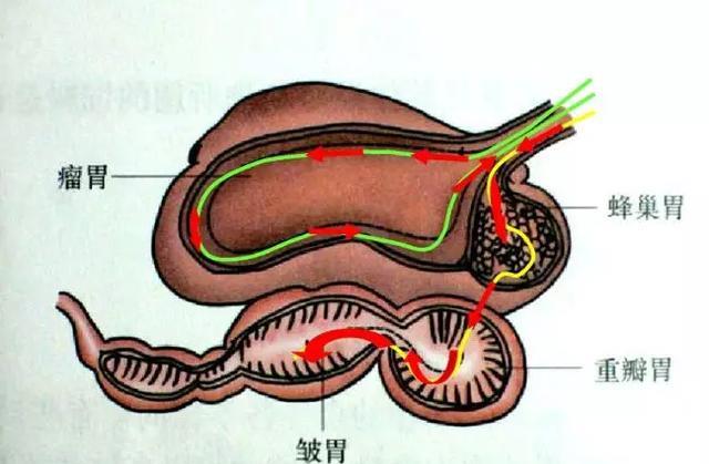 老北京爆肚的羊肚居然能细拆成七八个部位