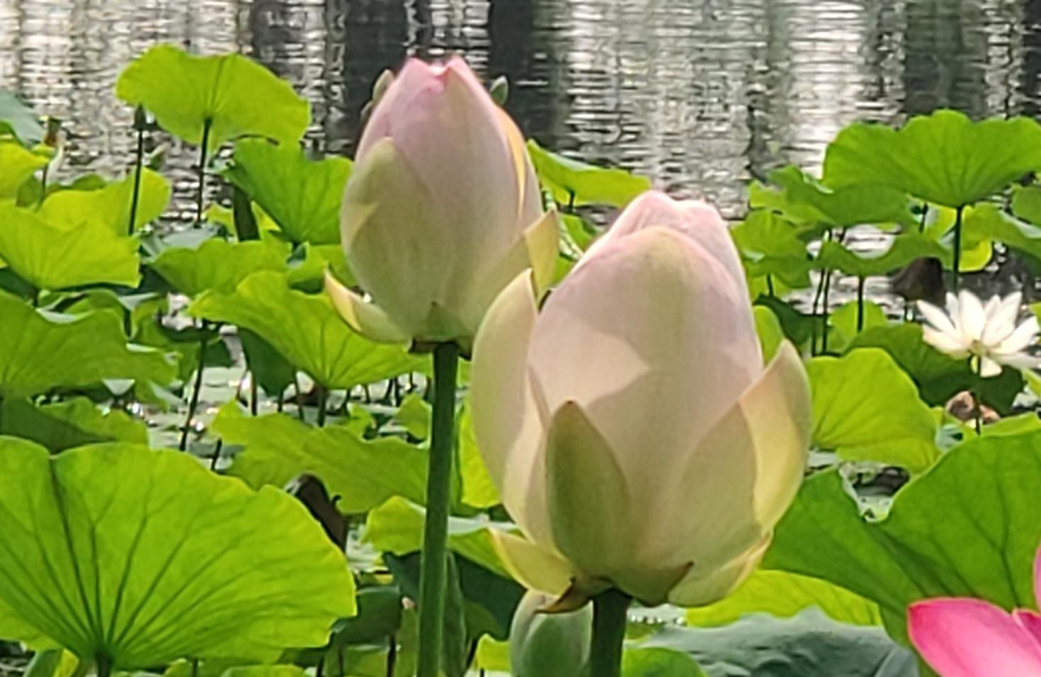 休闲观光品葡萄赏荷花，美在湿地公园