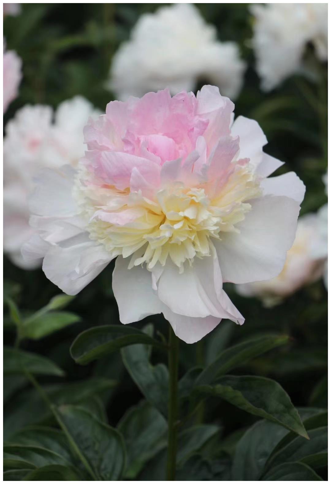 重瓣观赏芍药五月花神芍药花