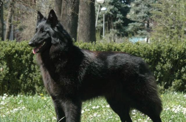 有四种狼血统的犬种,凶猛程度无与伦比__财经头条