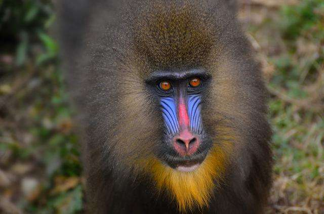 山魈是花豹惹不起的一对一单打独斗实力比花豹还要强大