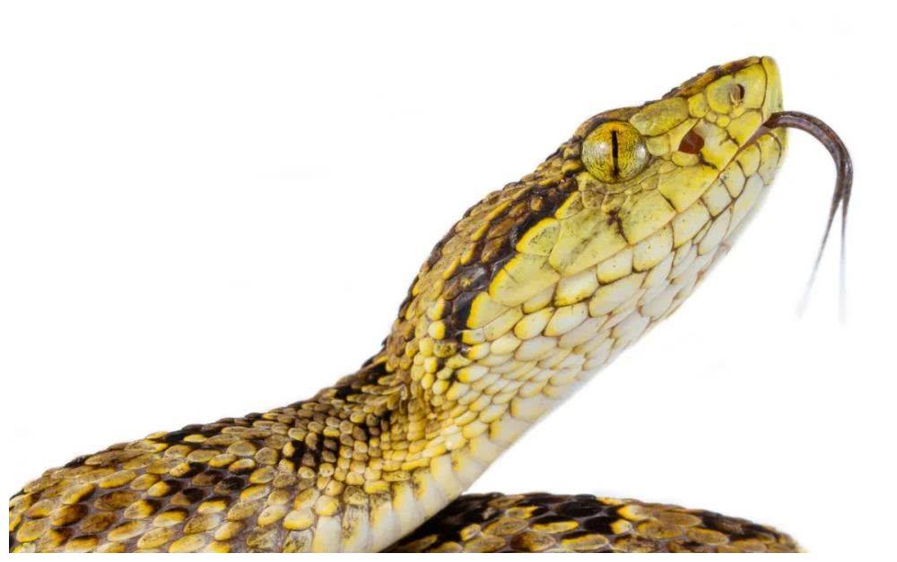 南美洲毒蛇图片
