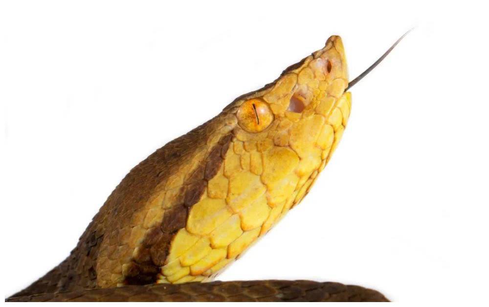 网友拍摄的南美洲毒蛇纯美大片告诉你如果不爱请勿伤害