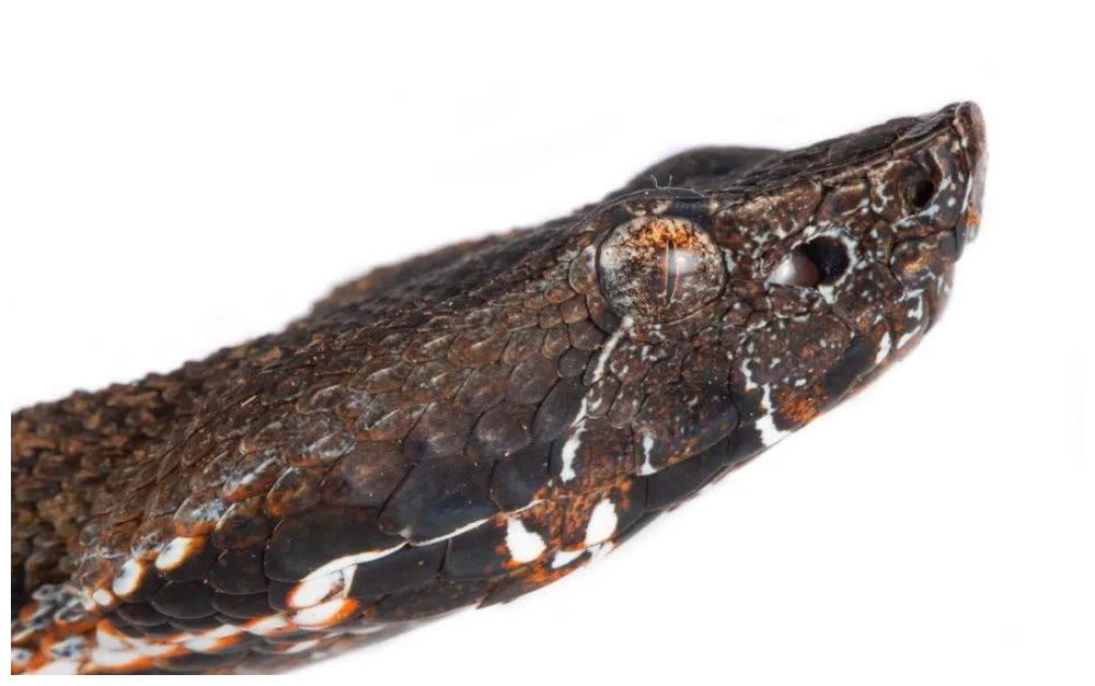 viper坎氏蟾头蝮vu成体大亚成体亚成体bothriechis schlegeliieyelash