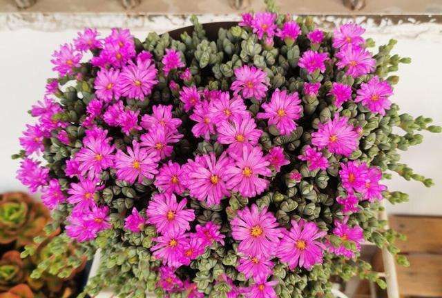 "小家碧玉"碧玉莲,一种开花十分好看的多肉植物