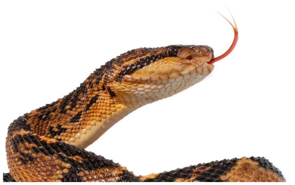 网友拍摄的南美洲毒蛇纯美大片告诉你如果不爱请勿伤害