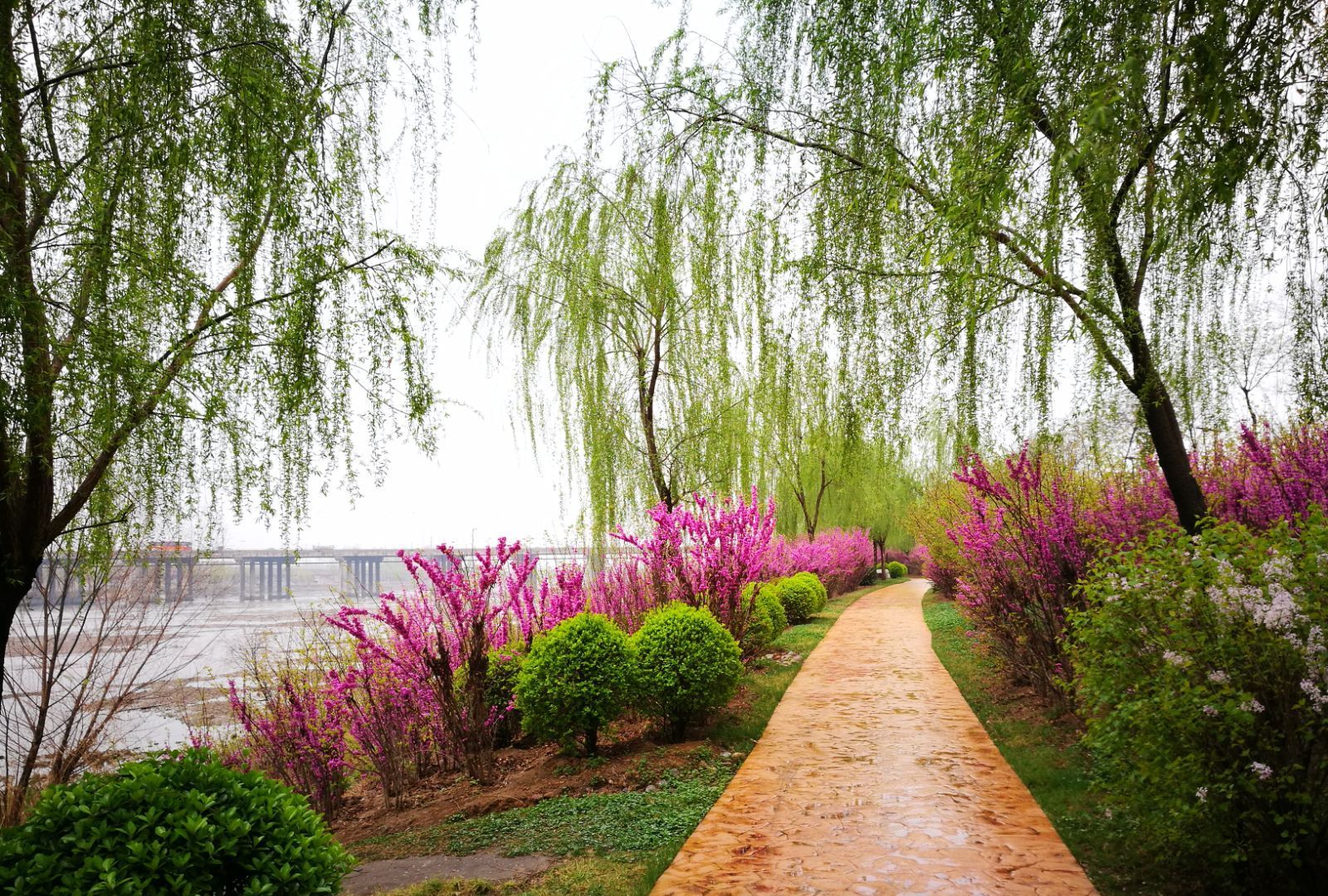 春雨过后的洪洞汾河公园,更别有一番风韵