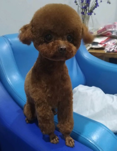 两只泰迪争宠大打出手让主人很无奈