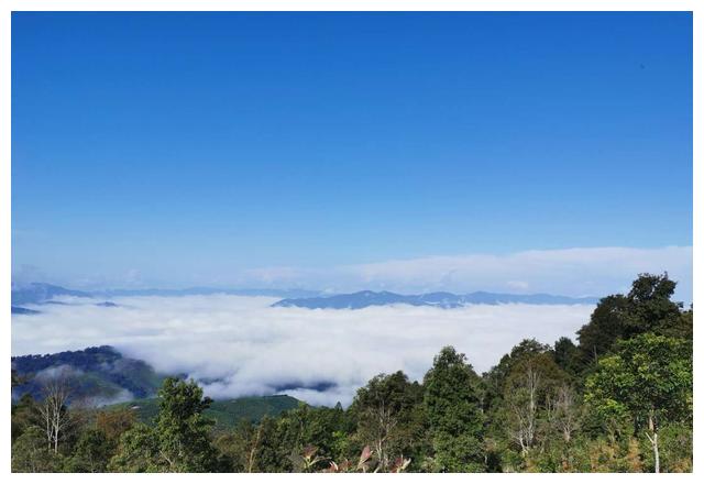 "云南岩茶之乡"一一邦东古茶山