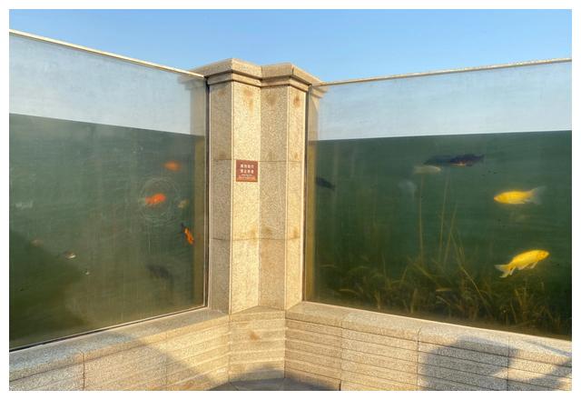 全国最长,最大的云龙湖沉水廊道 "鱼在天上游,鸟在水中飞"