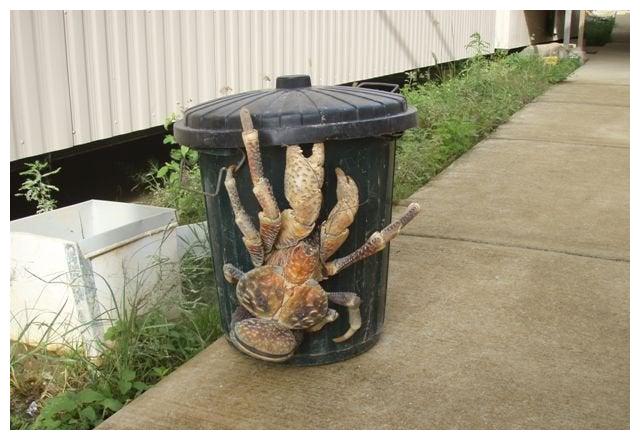 以鸟为食,能撬开椰子的椰子蟹,全身坚硬,却在人类餐桌上挣扎