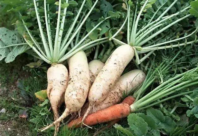 胡萝卜的功效作用好吃到停不下来