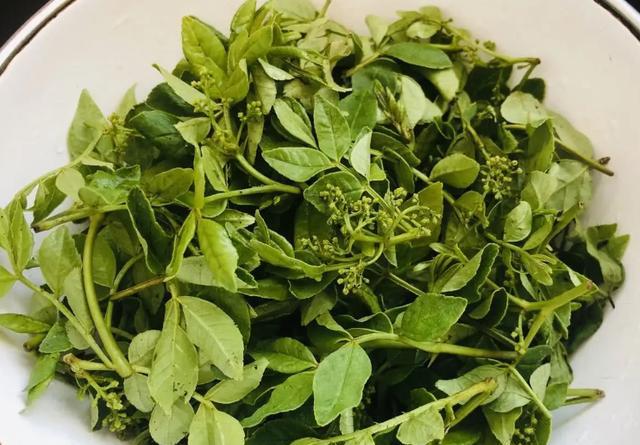 春天这芽菜可比香椿好吃多了香味浓郁摊鸡蛋饼软嫩可口好吃