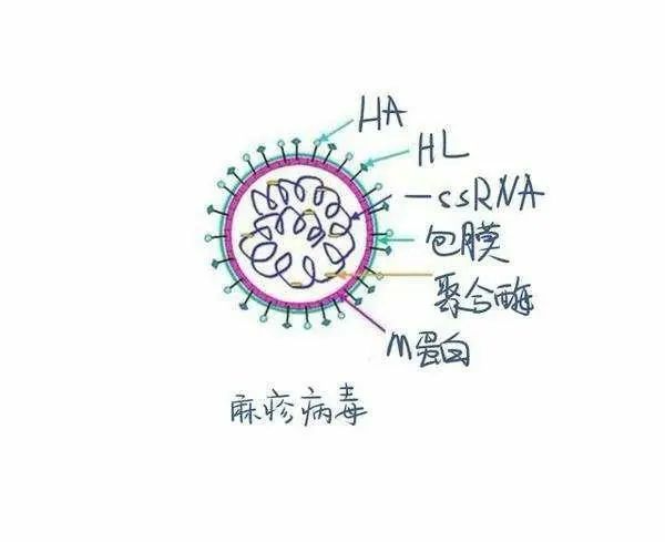 麻疹病毒为单股负链rna病毒,衣壳外有囊膜.