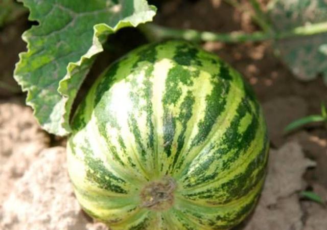 这4种瓜农村娃都认识,第2种浑身发白,第4种煲汤凉拌两相宜