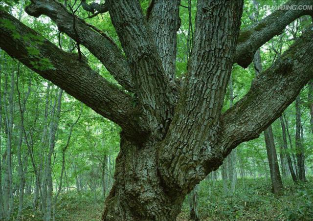 橡树别称栎树柞树被选为美国国树