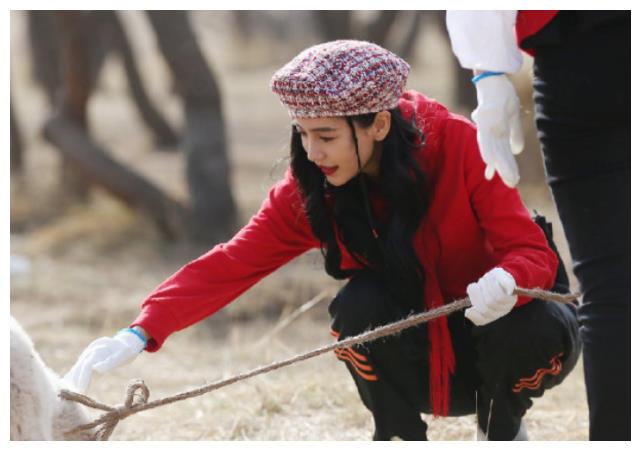 最近一段时间的baby是事情比较多,《奔跑吧黄河篇》播出之后,在节目中