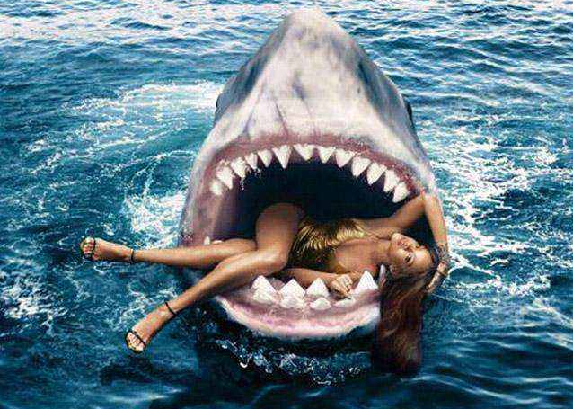 鲨鱼为什么不吃海豚是真的不敢吃