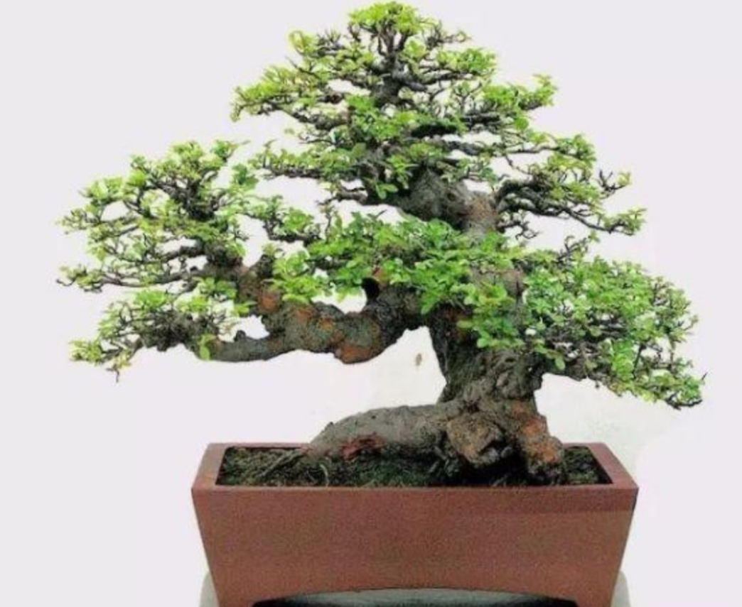 榆树乡镇全国可预约服务解析与含义探讨