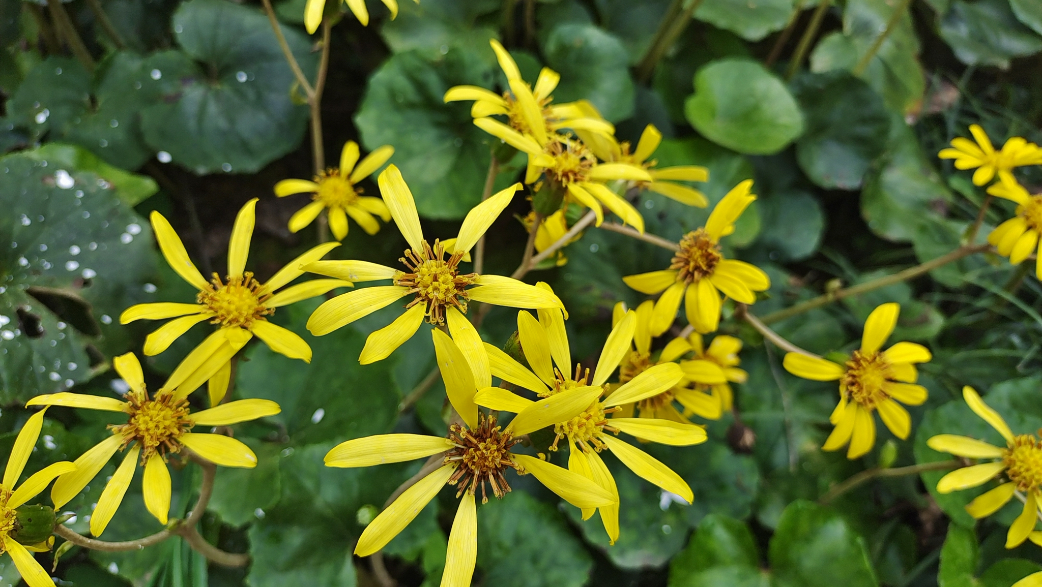 美丽吉安:白鹭洲公园清新亮丽的大吴风草 金黄金黄的超可爱